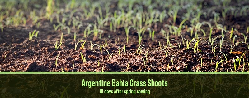 Argentine bahia grass shoots 10 daya after sowing seeds in the florida spring